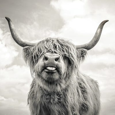 LARGE A3 SiZE QUALITY CANVAS PRINT HIGHLAND COW WALL ART